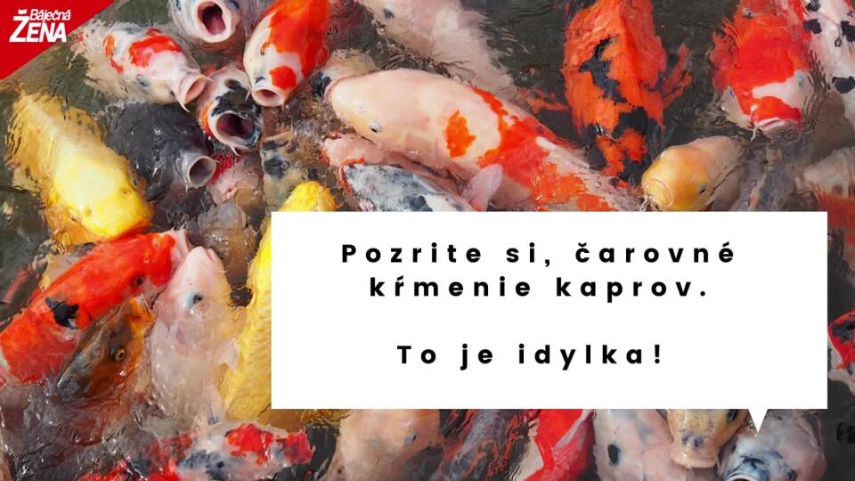 Pozrite si, čarovné kŕmenie ozdobných kaprov: Jej, to je krásne!