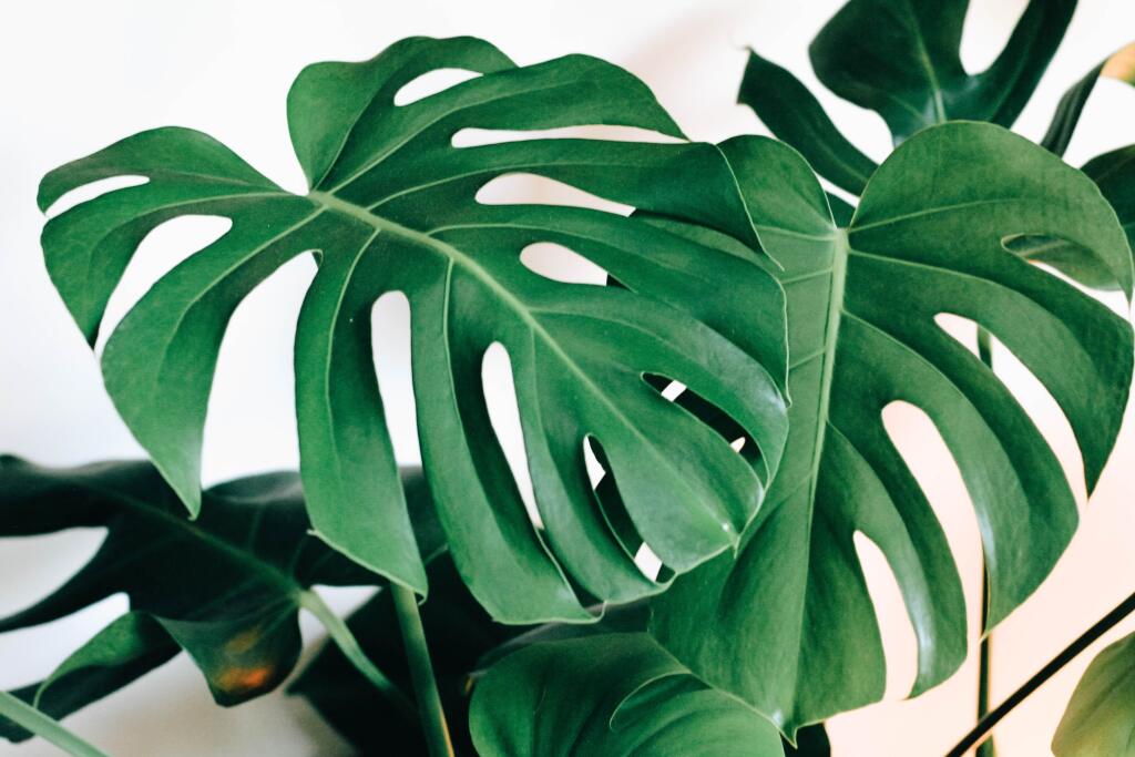 Ku ktorému znameniu sa hodí ikonická monstera.