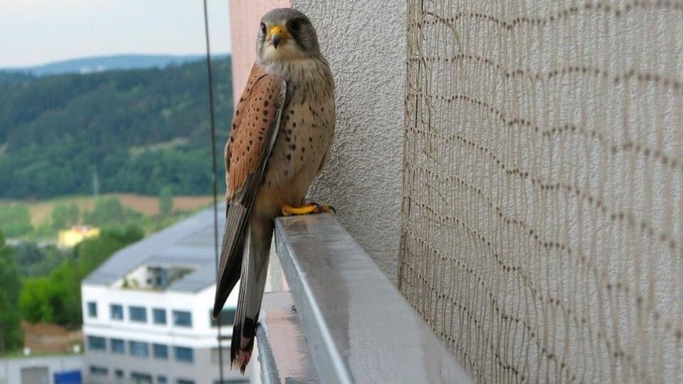 Sokol myšiar (Falco tinnunculus), známy aj pod názvami pustovka, myšiar, myšiak i poštolka