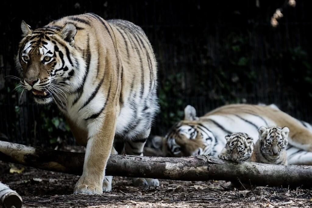 KK5 Kodaň - Šesť mláďat tigra usurijského (Panthera tigris altaica), ktoré sa narodili v kodanskej zoologickej záhrade na konci apríla 2013, mohli návštevníci prvýkrát vidieť na voľnom priestranstve 30. mája 2013. FOTO TASR/AP
Six Amur Tiger cubs born in Copenhagen Zoo in Denmark late April 2013, came out into the open and could be seen by the public for the first time Thursday, May 30, 2013. The six cubs are from two litters born in late April by two tiger mothers.(AP Photo/Polfoto, Simon Fals