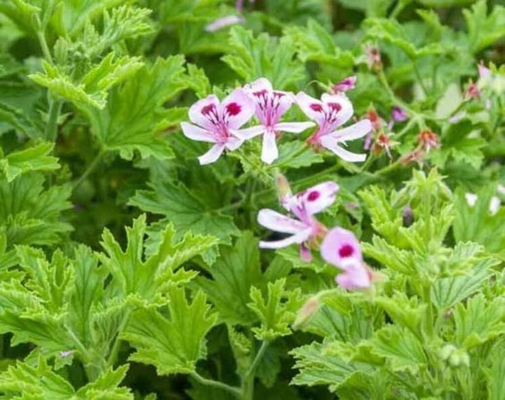 muškát ´Citronella´