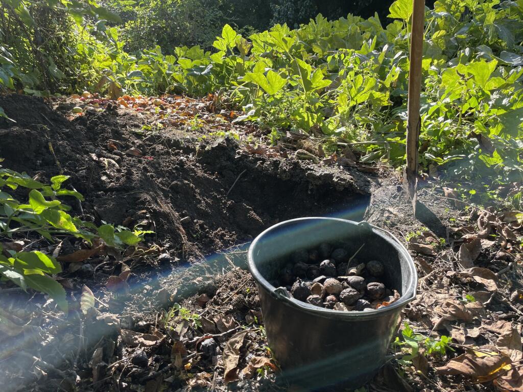 Adekvátny spôsob likvidácie je aj vykopanie hlbšej jamy, do ktorej napadnuté orechy priebežne vhadzujete.