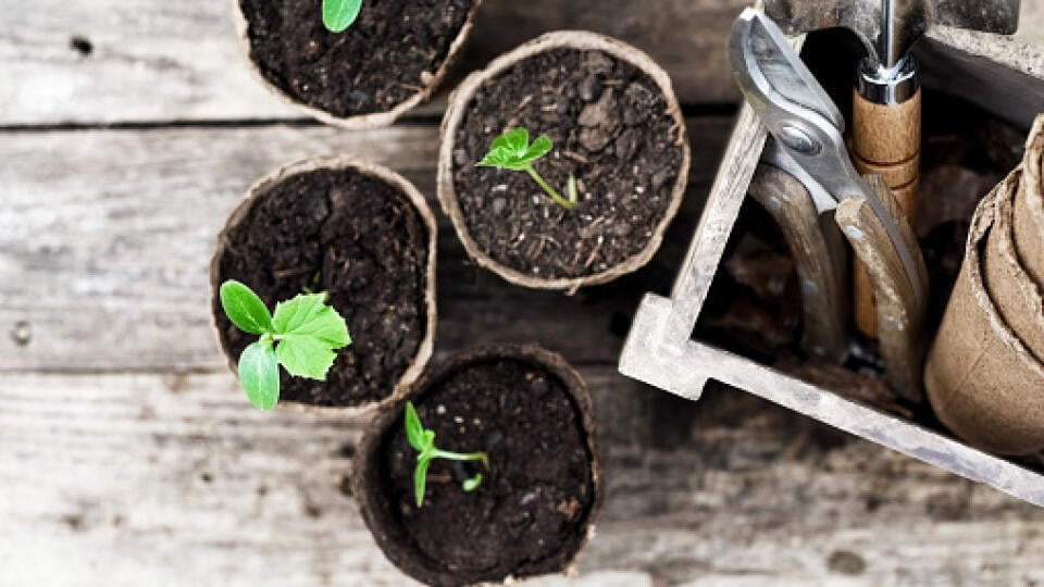 Seedling ready to be planted in the garden