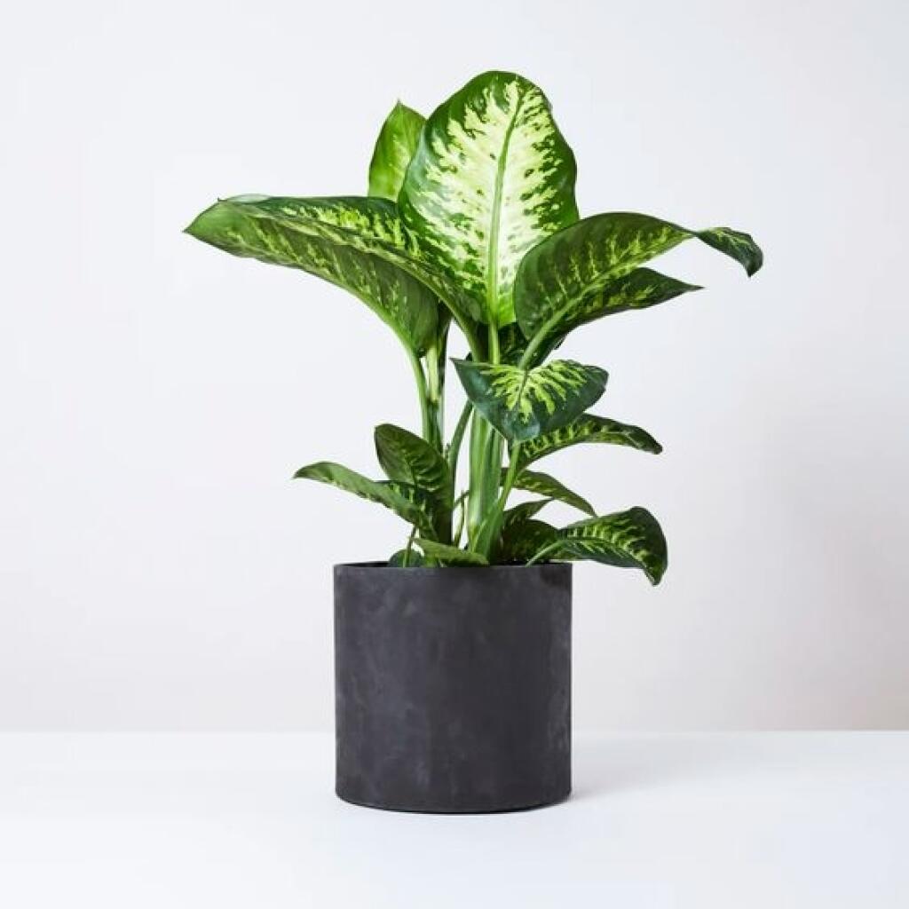 Difenbachia (Dieffenbachia)