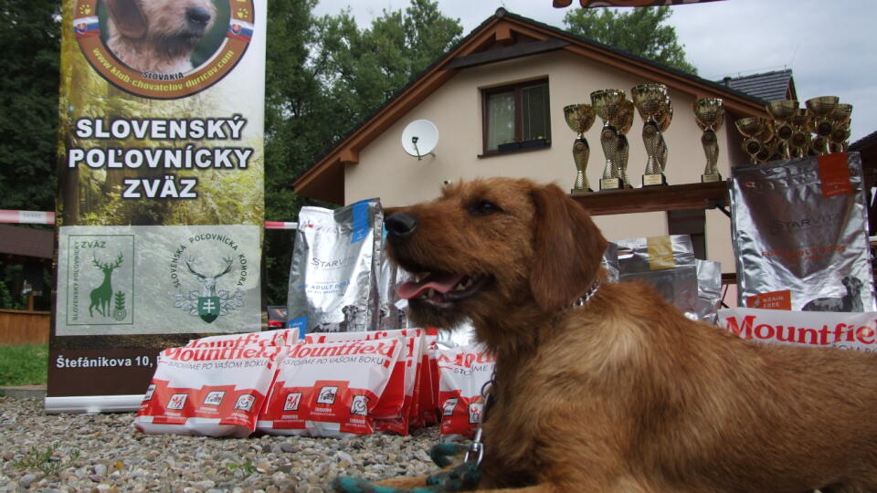 Klubová výstava KCHD CAC/KV Lednické Rovne