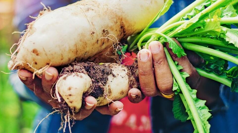 Koreňová zelenina má pomerne
slušnú výdrž. Ak ju pozberáte
a uskladníte správne, bude vám
robiť radosť celú zimu. Zameraj te
sa na mrkvu, petržlen, paštrnák,
zeler, cviklu, kvaku, reďkovku,
čierny koreň a chren.