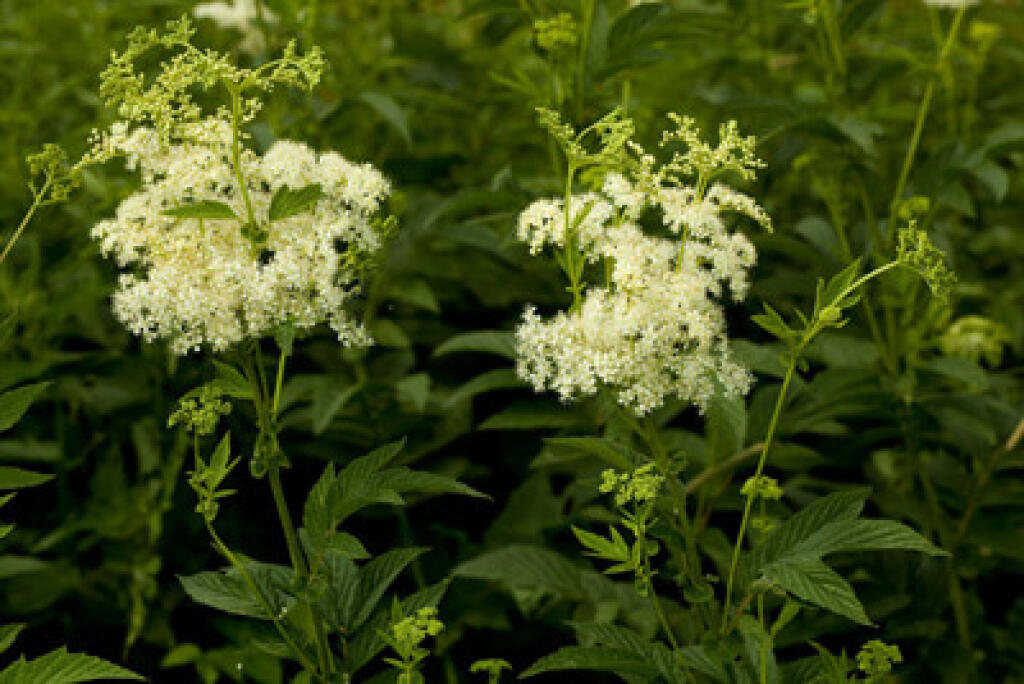 Túžobník brestový (Filipendula ulmaria) je vysoká, bohato rozkonárená rastlina.