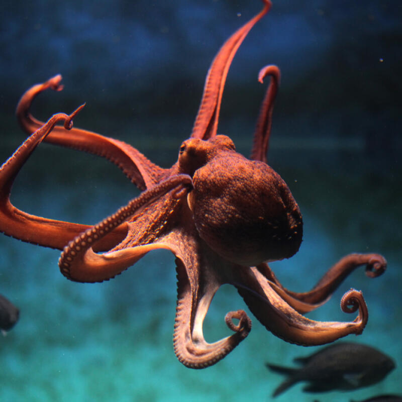 Prečo sa matky chobotnice fyzicky mučia? Prekvapivé zistenie