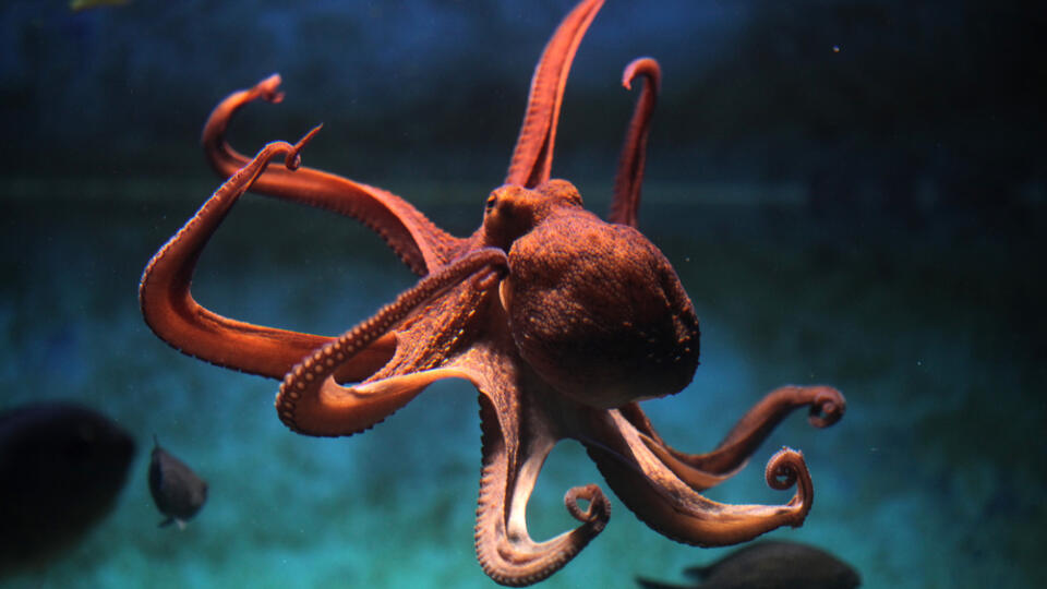 Common,Octopus,(octopus,Vulgaris).,Wildlife,Animal.