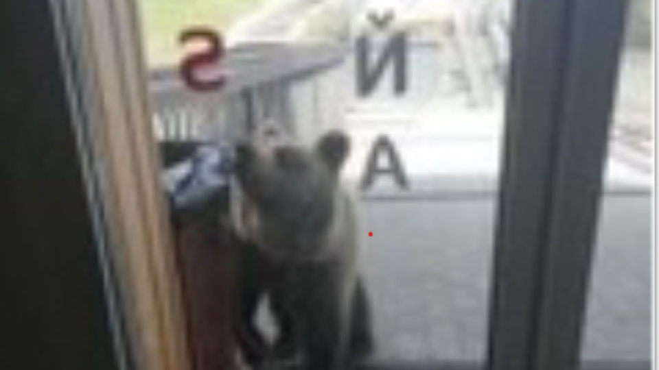 Medveď na Hrebienku