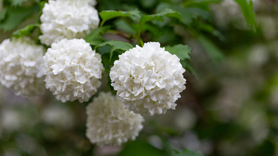 Beautiful,White,Balls,Of,Blooming,Viburnum,Opulus,Roseum.,White,Guelder