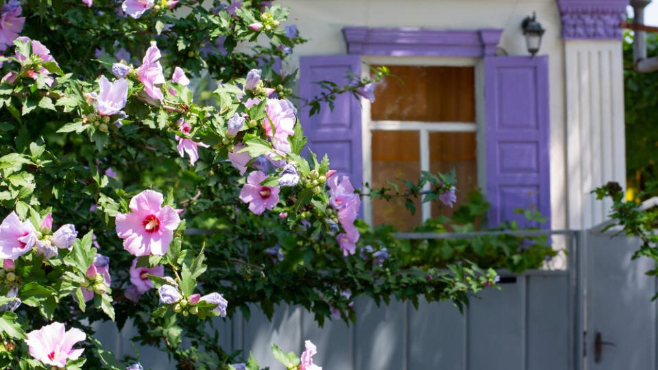 Flowers,Of,Hibiscus,Syriacus,In,Front,Of,A,Window,Of