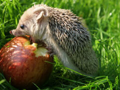 Jablko je kráľom jesenného ovocia, prečo ho treba jesť?
