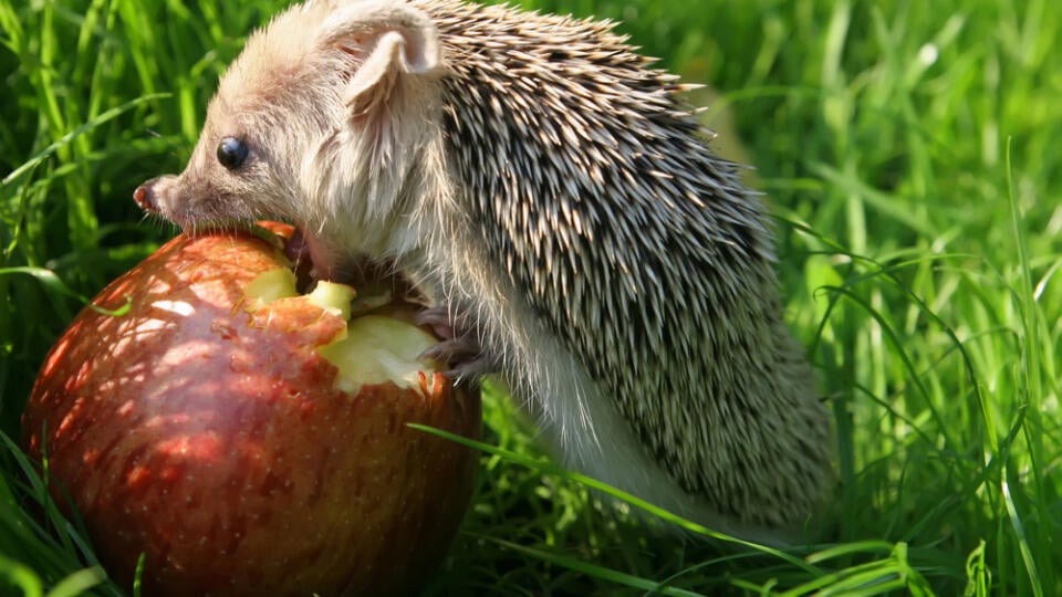 The,Hedgehog,Eats,An,Apple