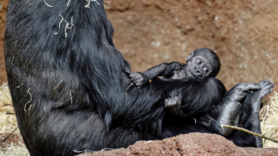 V Zoo Praha sa od roku 2004 narodilo už deväť mláďat. Dve zomreli počas pôrodu a jedno päťročné sa nešťastne obesilo pri hre s lanom.