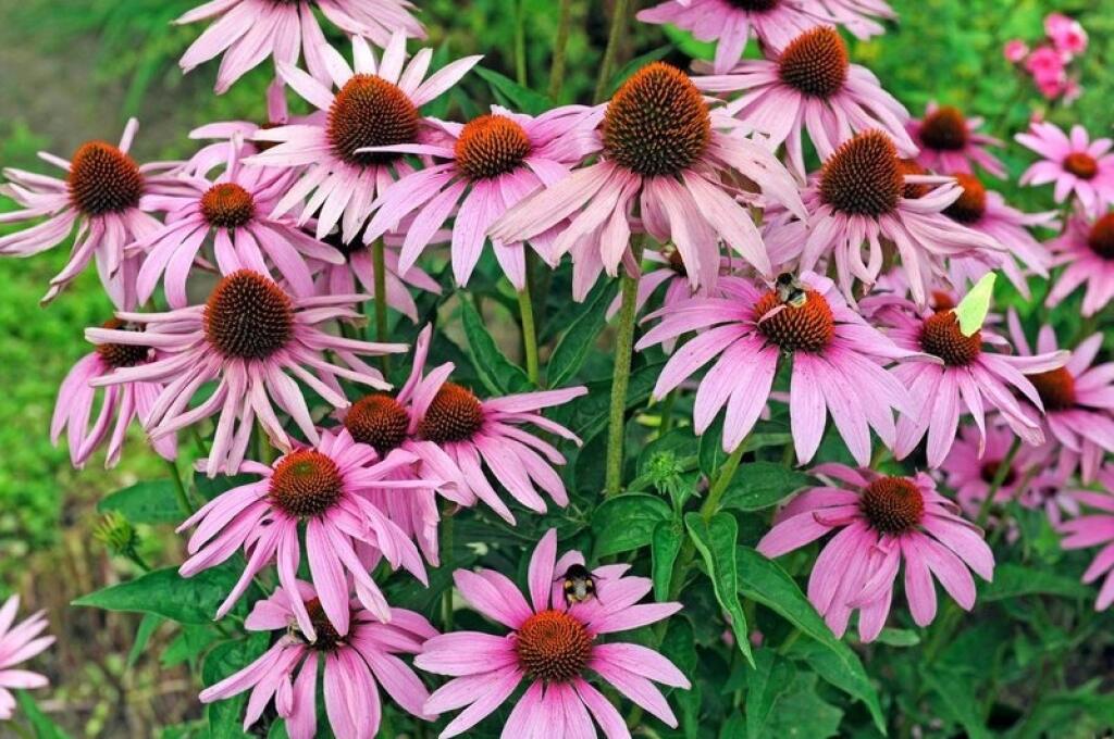 Echinacea je nenáročná, potrebuje len pravidelné odburiňovanie a v čase sucha zálievku.