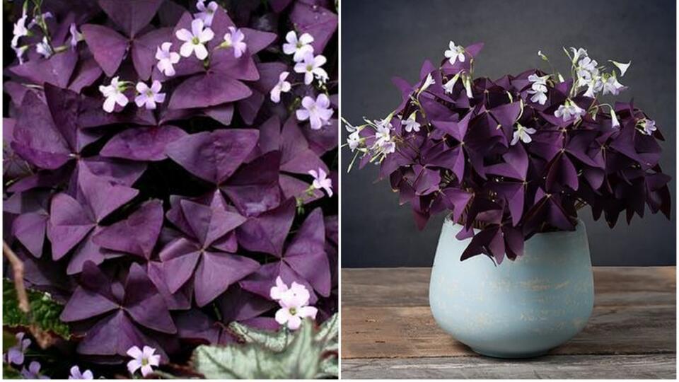 Fialová až purpurová kyslička - Oxalis triangularis. 