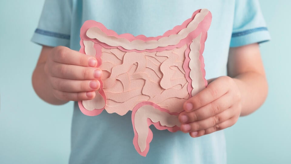 Child,Holding,Decorative,Model,Intestine.,Healthy,Digestion,Children,Concept,,Probiotics