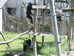 Nenaleťte podvodníkom! Polícia upozorňuje na podvodnú stránku, vydáva sa za ZOO