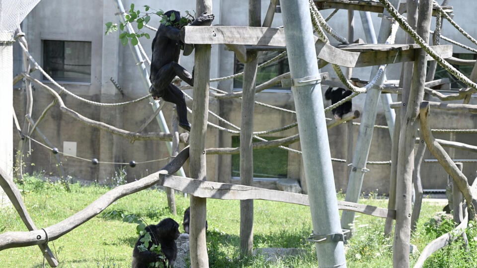 Snímka z komentovaného kŕmenia šimpanzov učenlivých v bratislavskej ZOO 14. júla 2024 v Bratislave pri príležitosti Svetového dňa šimpanzov.
FOTO TASR - Pavel Neubauer