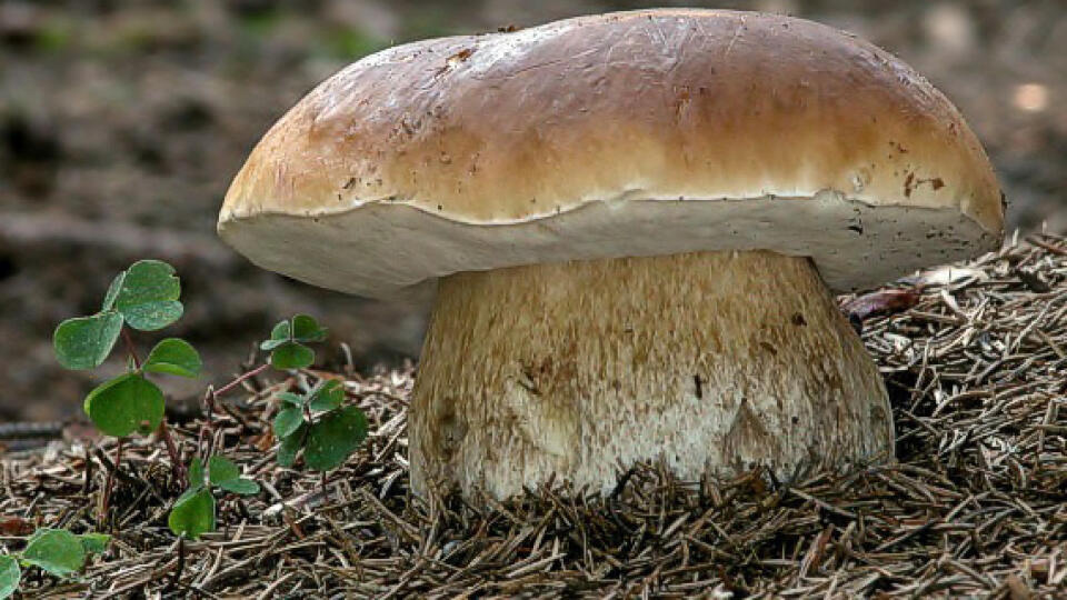 Hríb Dubový