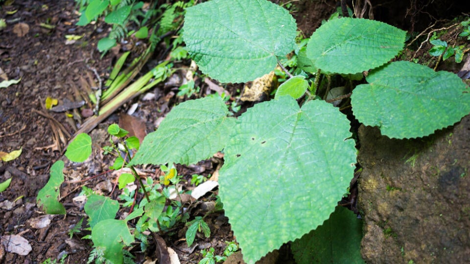 Gympie,Gympie,,Or,The,Suicide,Plant,,Known,For,Causing,Excruciating