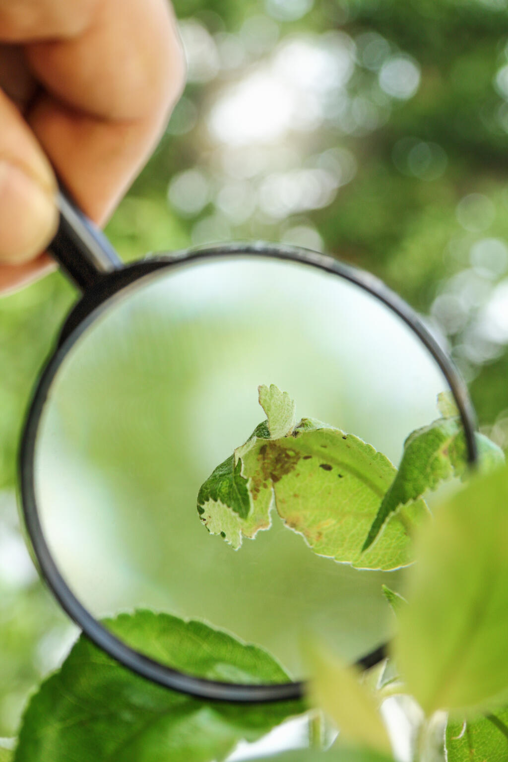 Curled,Sheet,With,Hiding,Insects,Under,A,Magnifying,Glass,In