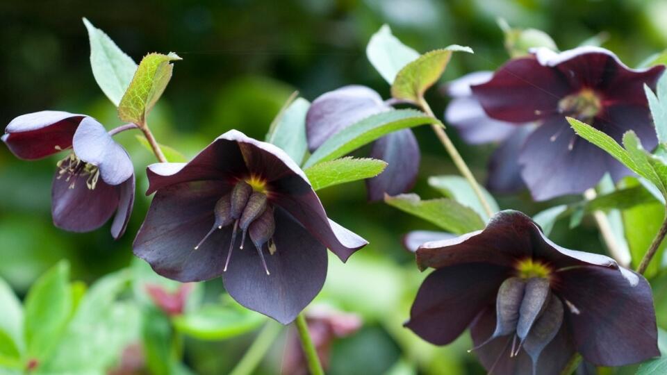 Helleborus niger