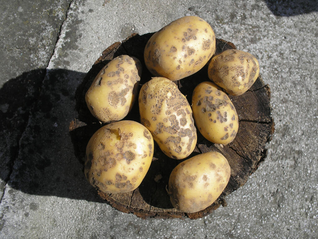Chrastavosť (chrastavitosť) zemiakov.