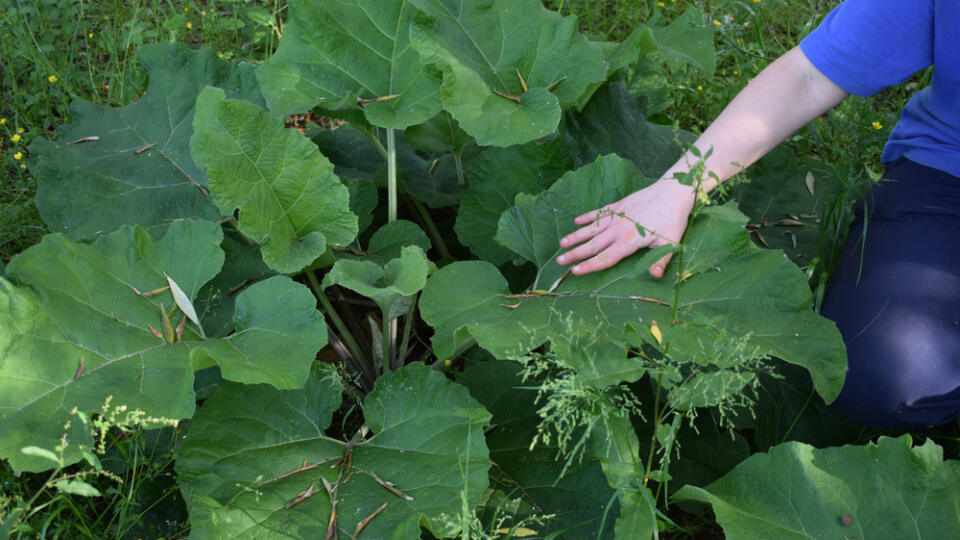 Majestic,Wild,Burdock,(arctium,Lappa),Growing,In,A,Country,Meadow,