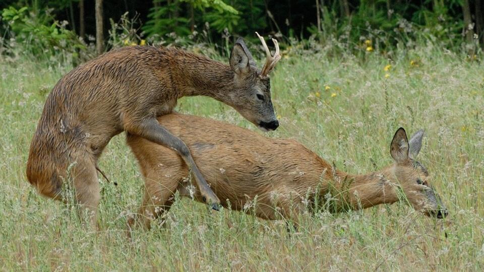 Srnec lesný (Capreolus capreolus) si v čase ruje, teda od polovice júla do polovice augusta, vyhľadáva vo svojom teritóriu rujné srny podľa ich pachu v stopnej dráhe. Srnec pred párením dlho naháňa srnu, ktorá sa ozýva veľmi hlasitým tiahlym pískaním a srnec zas hlasito fučí. Párenie je krátke a často sa opakuje. Po skončení rujnosti srny, čo trvá 3 až 5 dní, srnec srnu opúšťa a hľadá inú rujnú srnu. V oplodnenej srne zostáva zárodok v latentnom stave a začína sa vyvýjať až v zime koncom roka. Po 38 až 40 týždňoch gravidity, teda v máji až júni, srna kladie najčastejšie 2, zriedka 1 alebo 3 srnčatá.