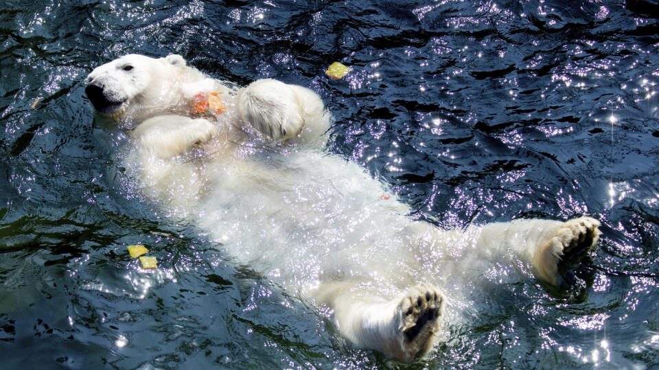 A polar bear swims in the water at the zoo in Hannover, Germany, Wednesday, June 26, 2019. A heatwave hits Germany and Europe. (Hauke-Christian Dittrich/dpa via AP)