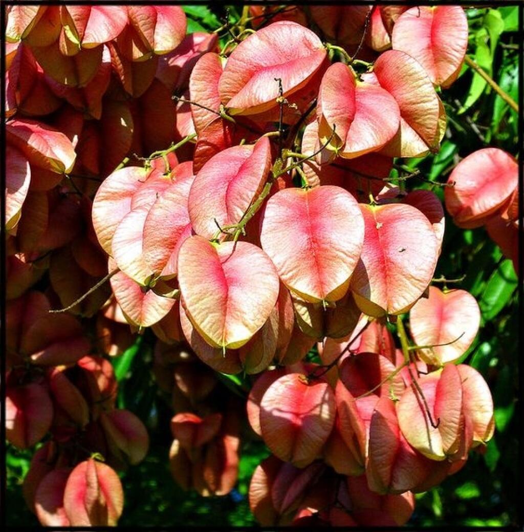 Jaseňovec metlinatý (Koelreuteria paniculata)