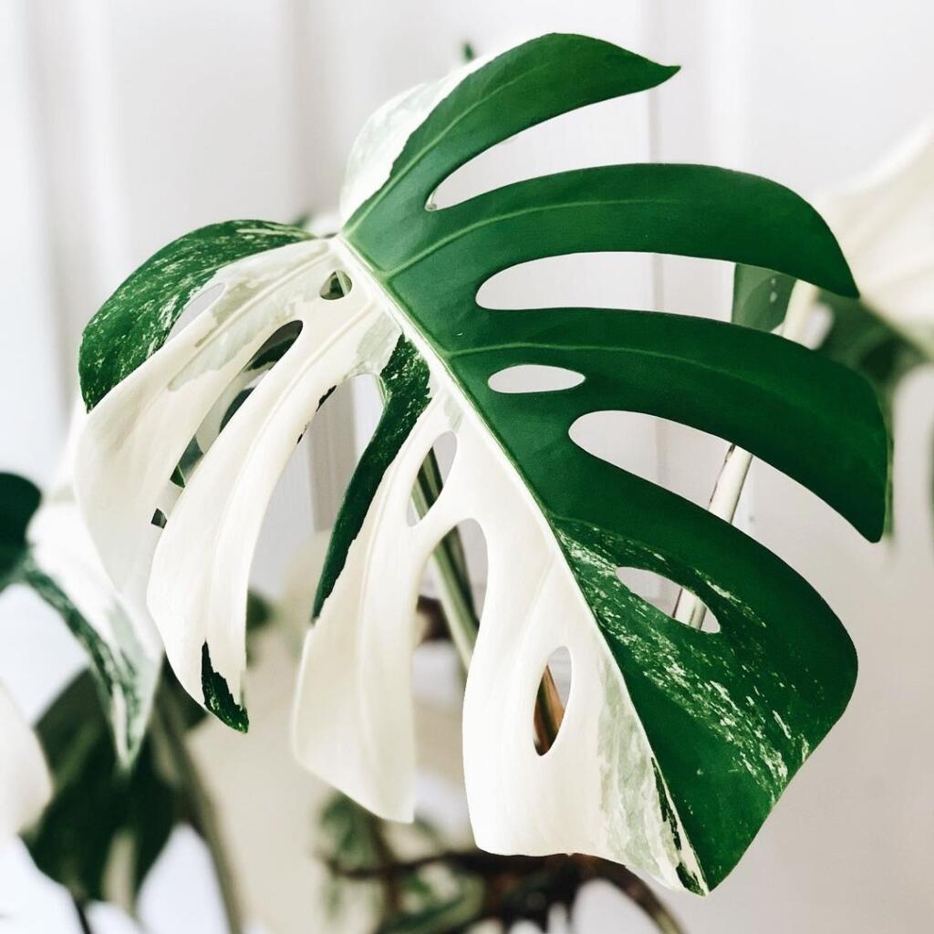 Rastlina s genetickou mutáciou, Monstera deliciosa