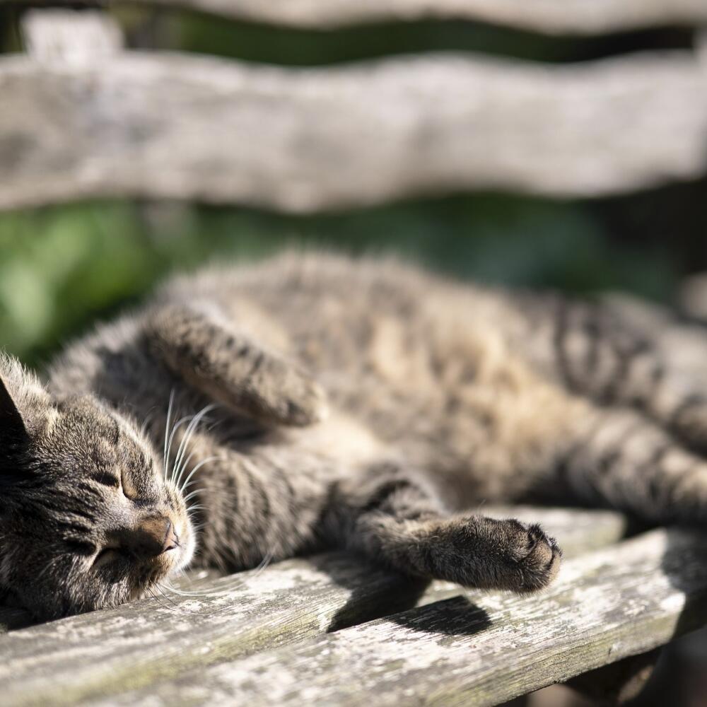 KK25 Frankfurt nad Mohanom - Na snímke mačka sa vyhrieva na slnku na drevenej lavičke 21. augusta 2021 vo Frankfurte nad Mohanom. FOTO TASR/AP
A cat lies in the sun on a wooden bench in Frankfurt, Germany, Saturday, Aug. 21, 2021. (Sebastian Gollnow/dpa via AP)