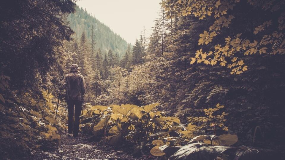 Woman,With,Hiking,Equipment,Walking,In,Mountain,Forest