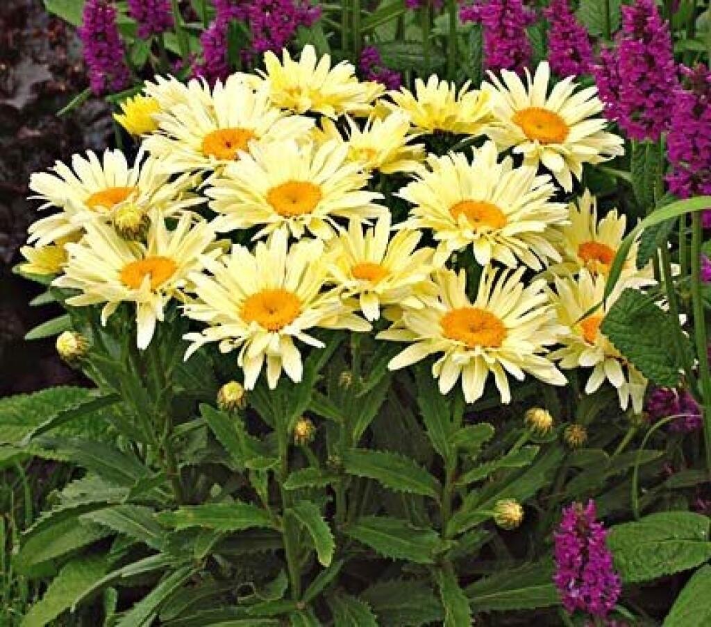 ‘Banana Cream’ (Leucanthemum x superbum)