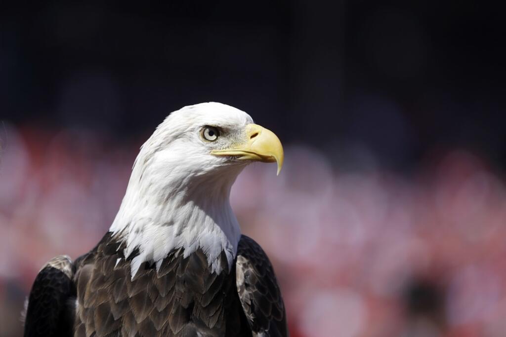 Wind Energy Eagle Deaths