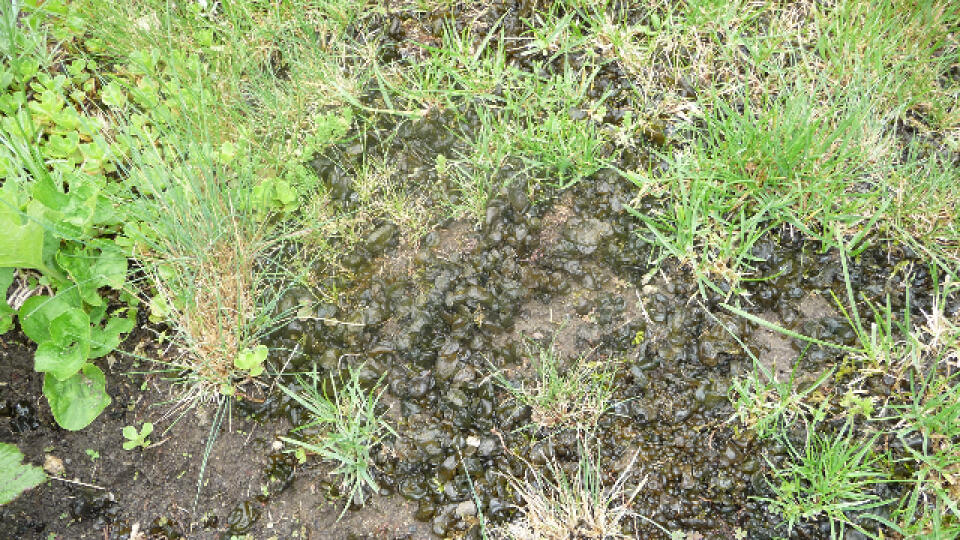 Nepríjemné slizké huby v trávniku sú dôsledkom neprevzdušnenej a premokrenej pôdy.