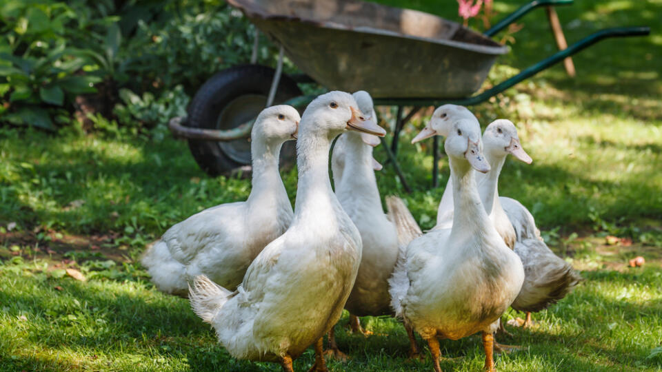 A,Flock,Of,Mulard,Ducks,Graze,In,The,Garden.