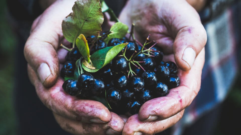 Alebo jarabina čierna je megadávkou antioxidantov, minerálov a jódu v tmavých plodoch. Okrem zosúladenia hormónov štítnej žľazy, upraví aj cholesterol, pomôže čistiť pečeň a obličky. Plody jedzte čerstvé, sušené alebo zavárané, prípadne vo forme tinktúry.