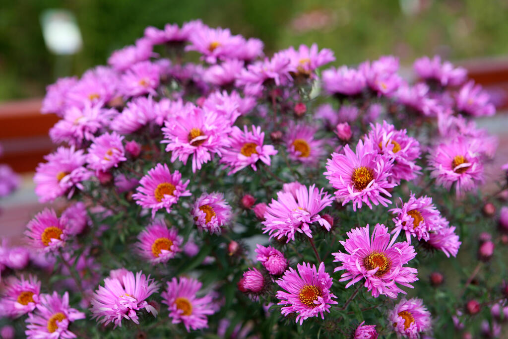 astra (Aster)