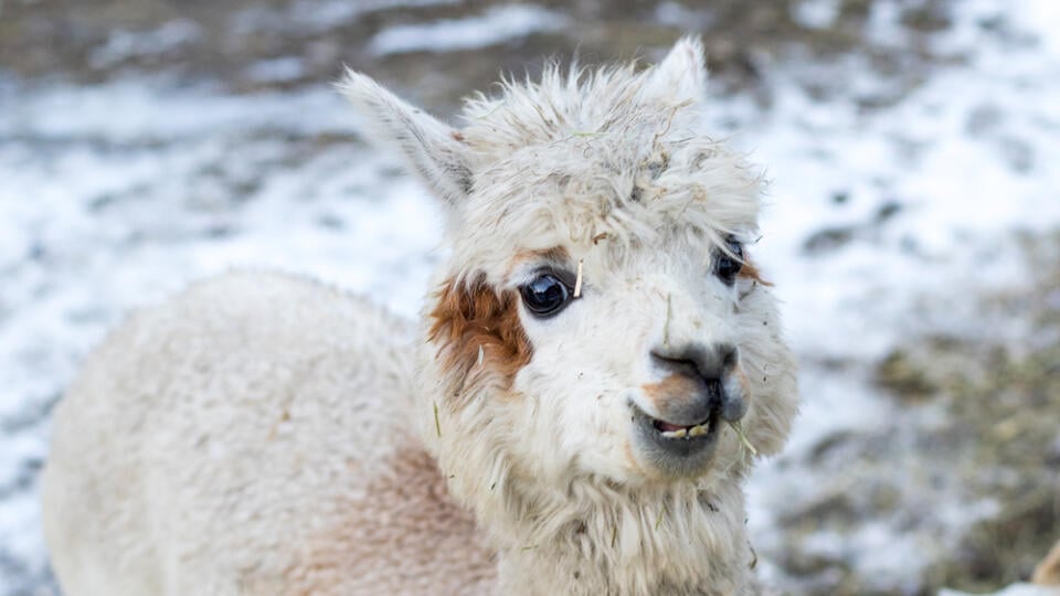Funny alpaca eating hay. Beautiful llama farm animal at petting zoo.