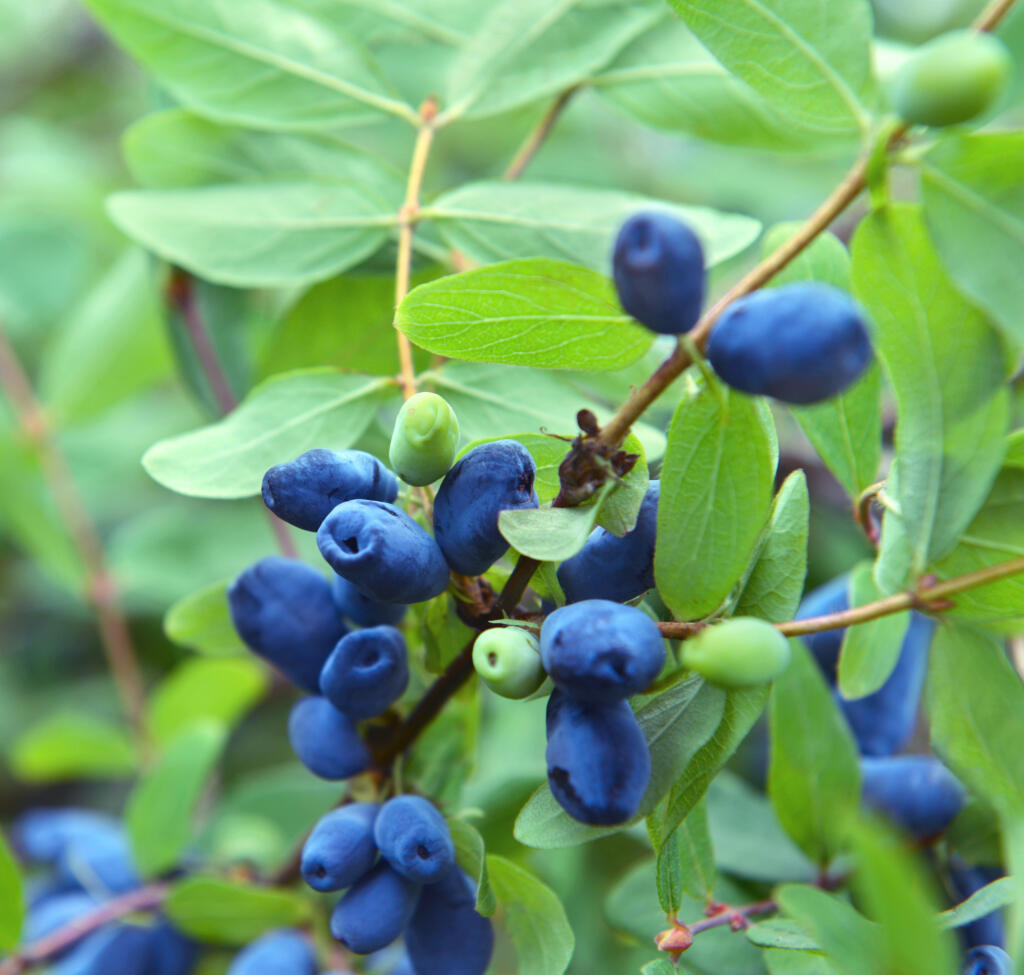 Zemolez odroda ‘Nimfa’