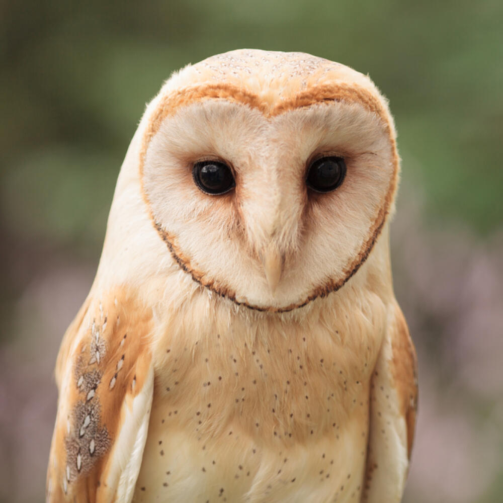Barn,Owl,Sitting,On,Branch,Green,Grass,Summer