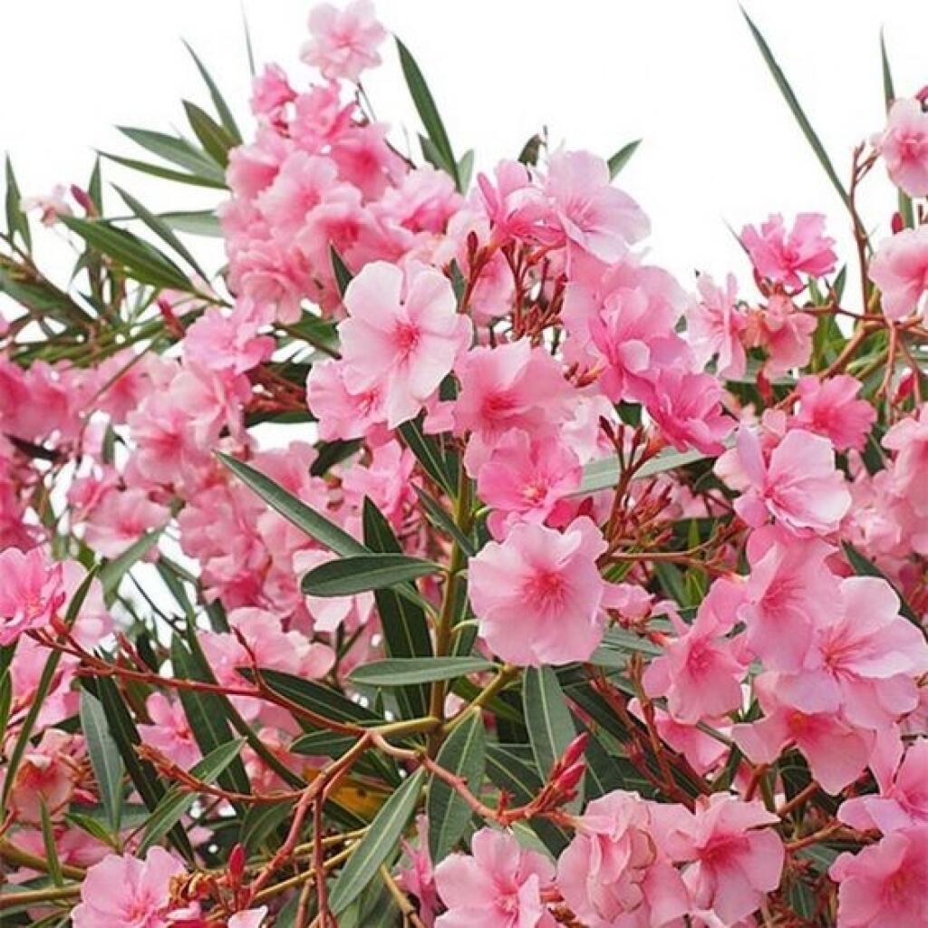 Oleander bohato zakvitne ak mu doprajete dostatok slnka.