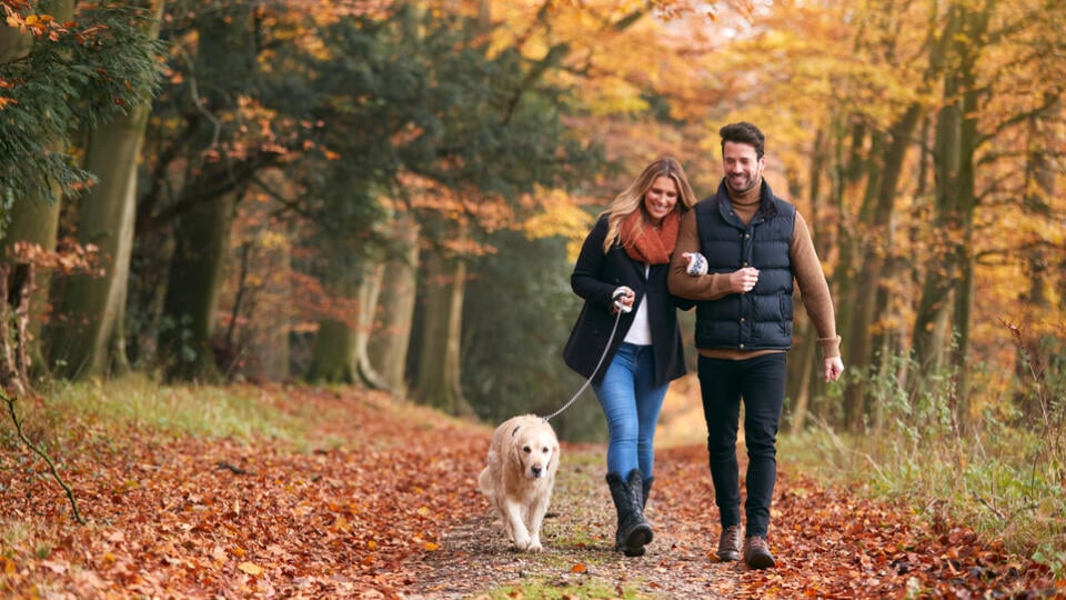 Loving,Couple,Walking,With,Pet,Golden,Retriever,Dog,Along,Autumn