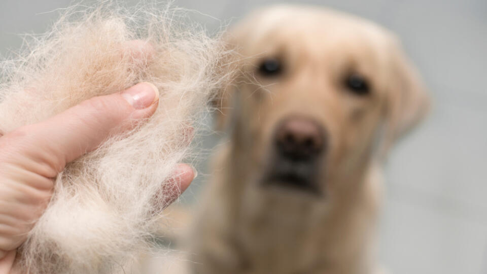 Dog,Wool,Close,Up.,Concept,Of,Animal,Molting