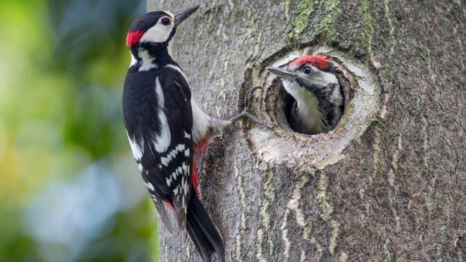 Father,And,Son,,Portrait,Of,Woodpeckers,(dendrocopos,Major)