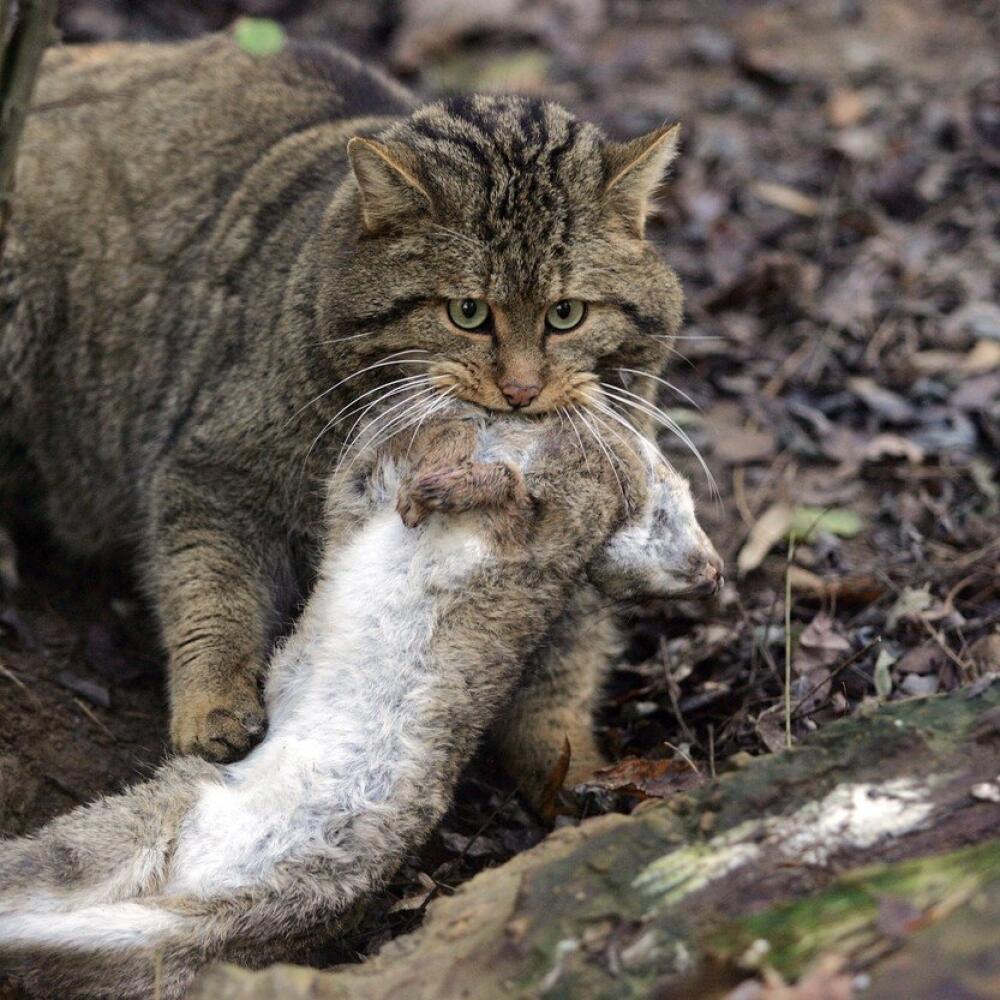 Mačka divá (Felis silvestris)